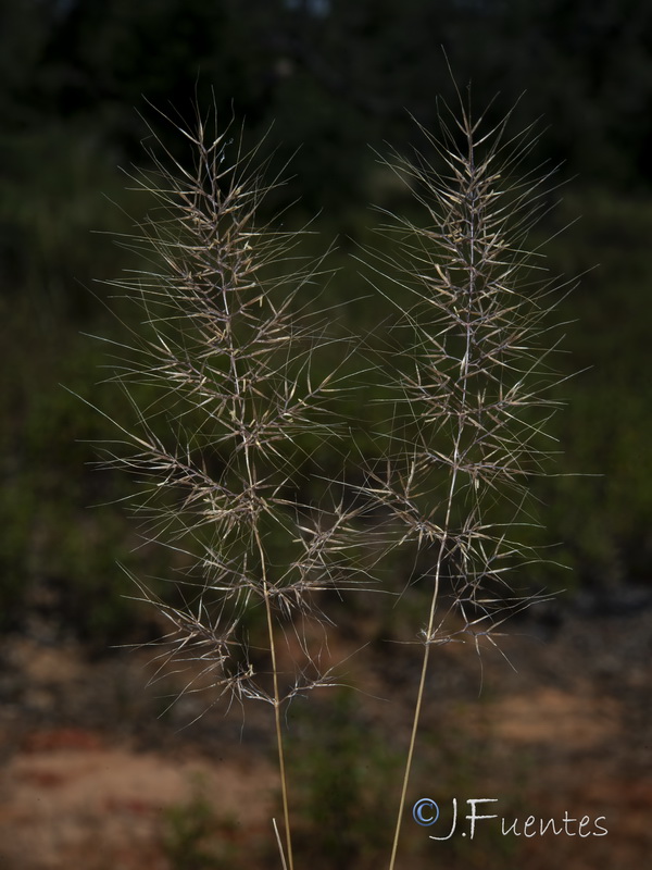 Agrostis subspicata subspicata.08