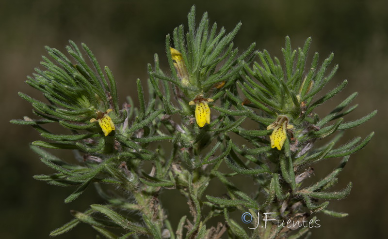 Ajuga chamaepitys.11