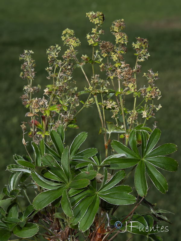 Alchemilla fontqueri.22