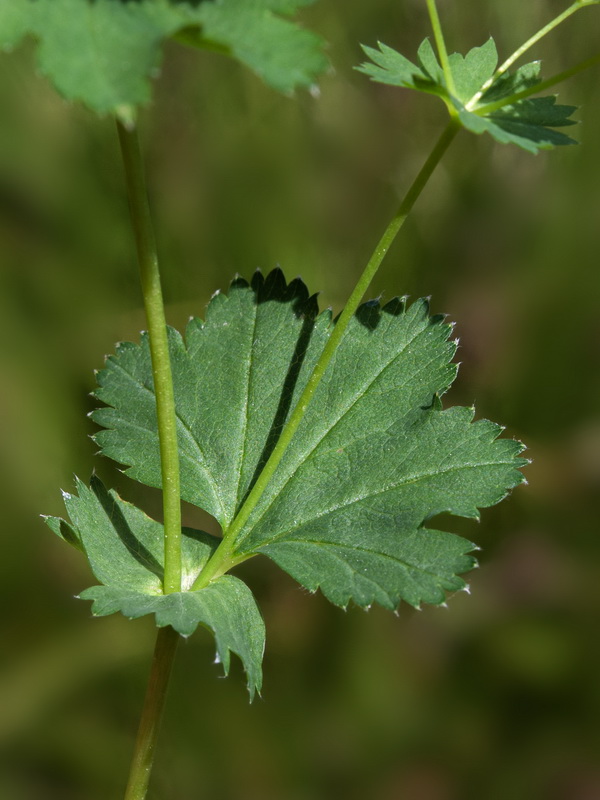 Alchemilla straminea.22