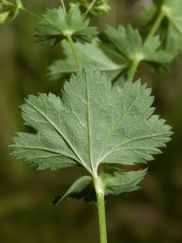 Alchemilla straminea.23