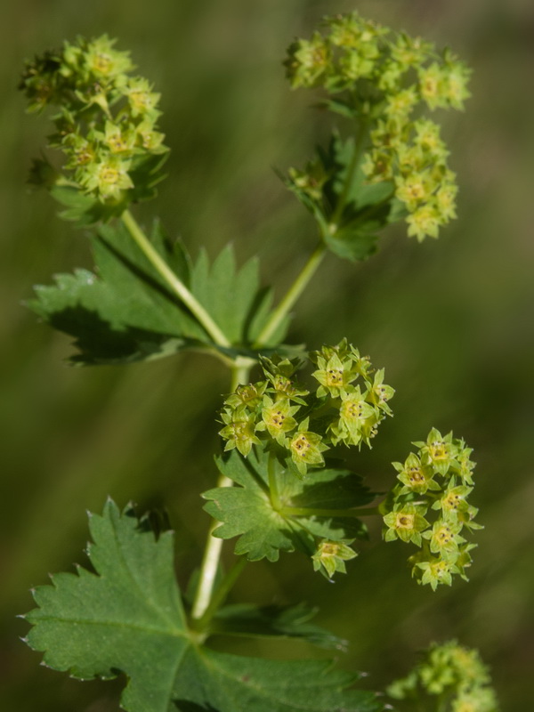 Alchemilla straminea.03