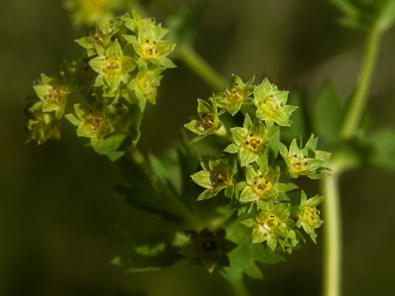 Alchemilla straminea.25