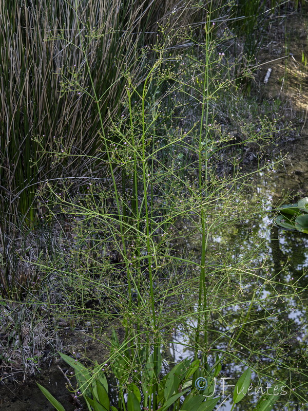 Alisma plantago acuatica.07