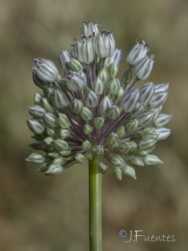 Allium ampeloprasum.16