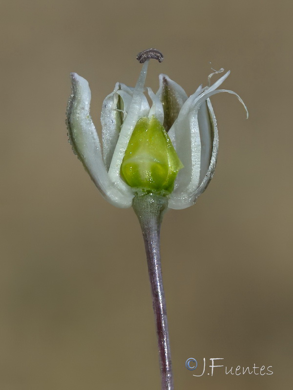 Allium ampeloprasum.28