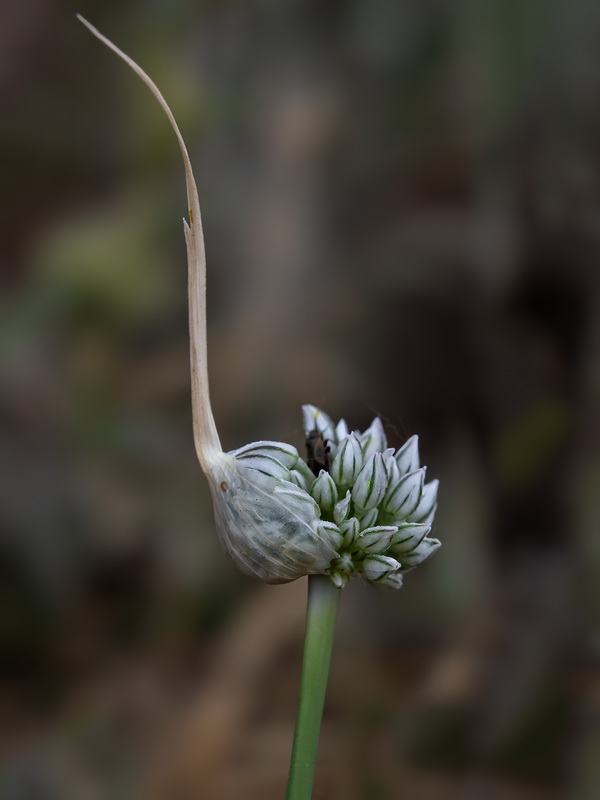 Allium baeticum.09