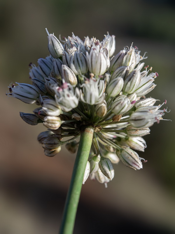 Allium baeticum.13
