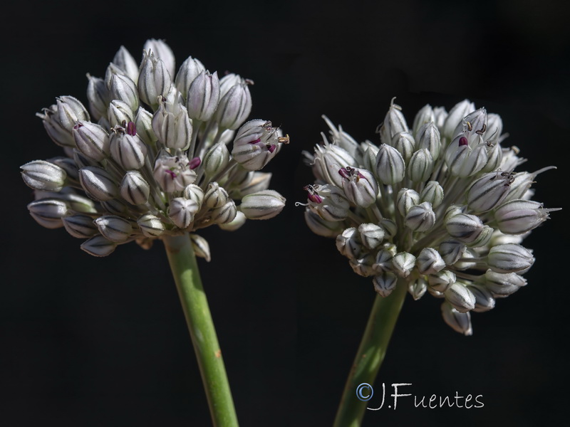 Allium baeticum.20