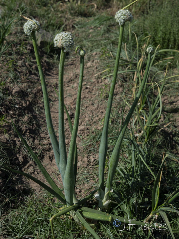 Allium cepa.01