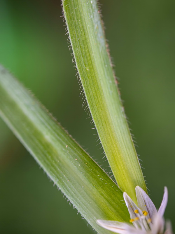 Allium chamaemoly longicaulis.27
