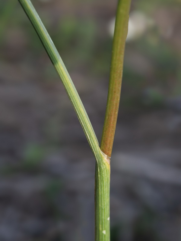 Allium pallens 2.04