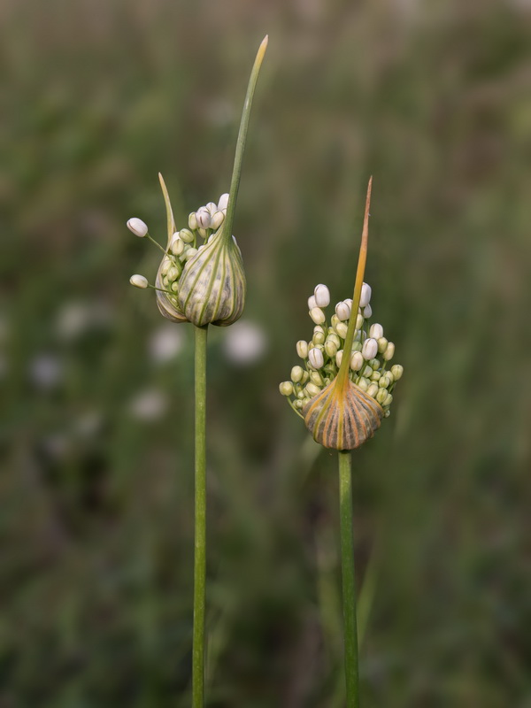 Allium pallens 2.05