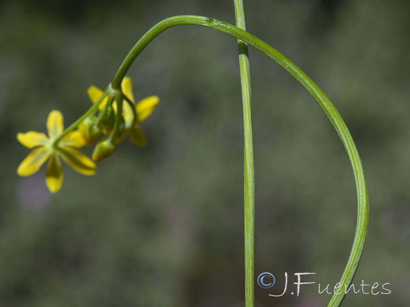 Allium scorzonerifolium.03