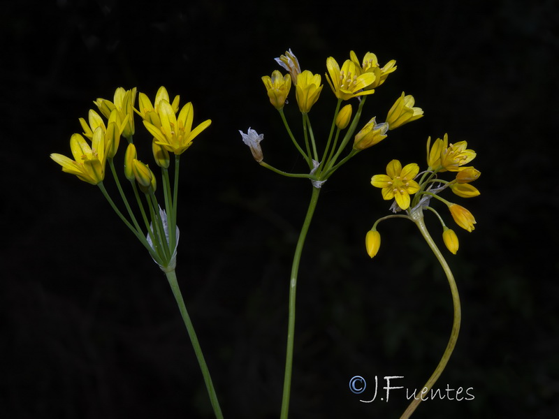 Allium scorzonerifolium.07