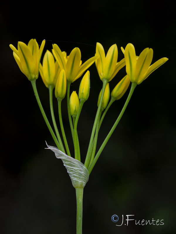 Allium scorzonerifolium.02