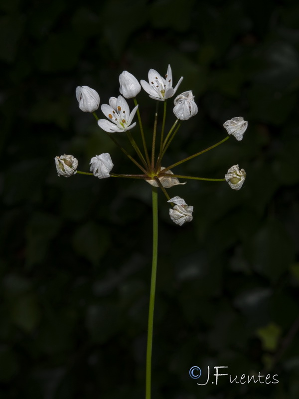 Allium subhirsutum.08