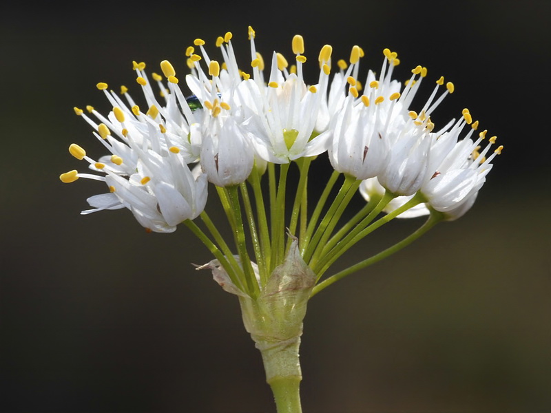 Allium subvillosum.12
