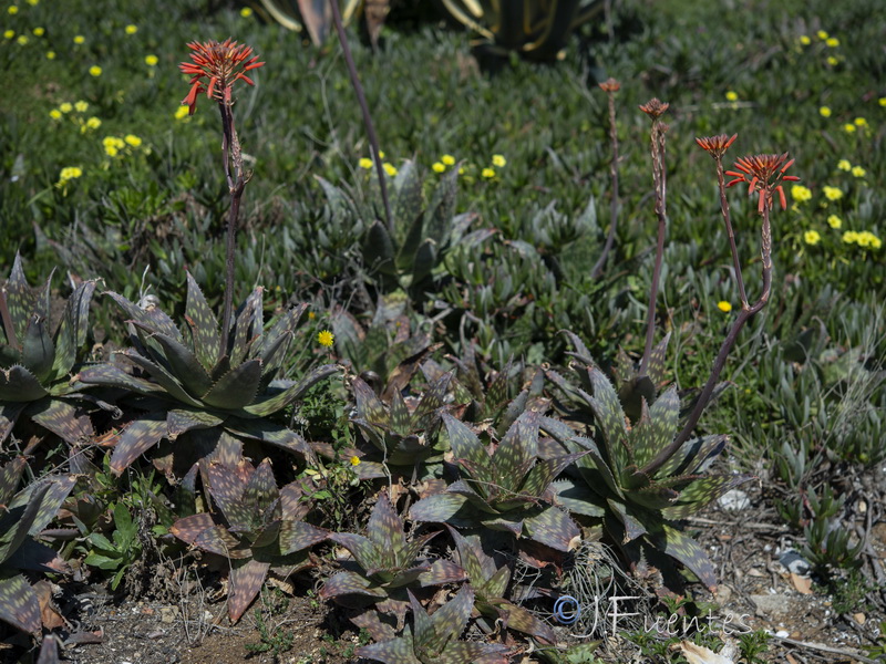 Aloe maculata.04