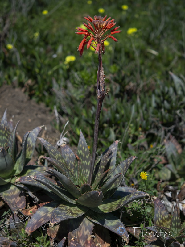 Aloe maculata.05