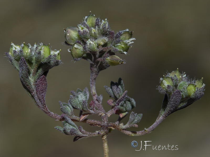 Alyssum minutum.05