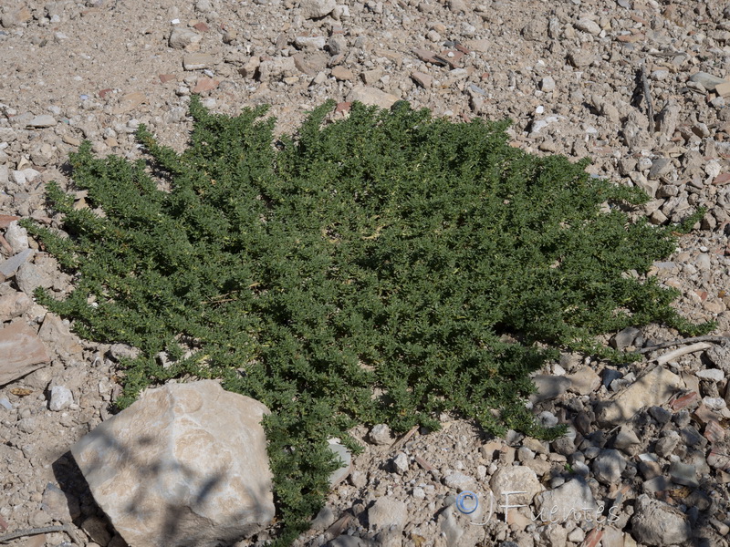 Amaranthus blitoides.08