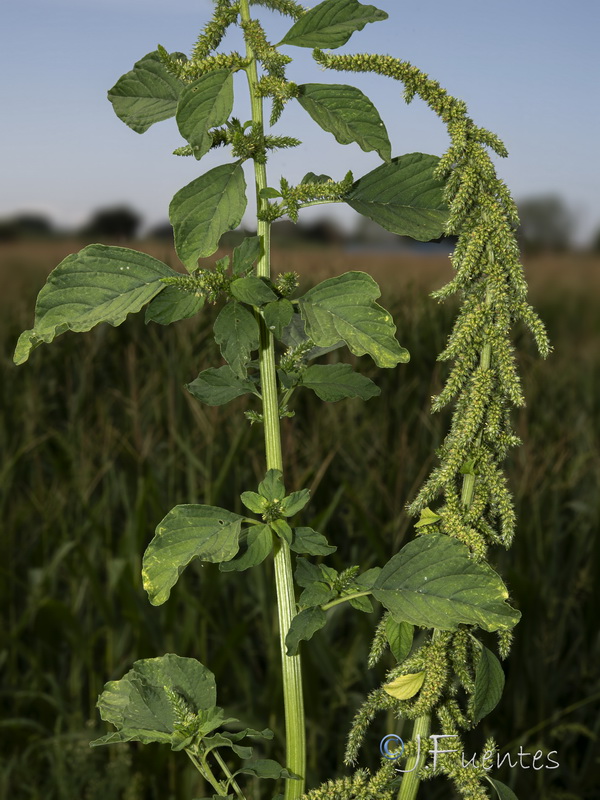 Amaranthus hybridus.10