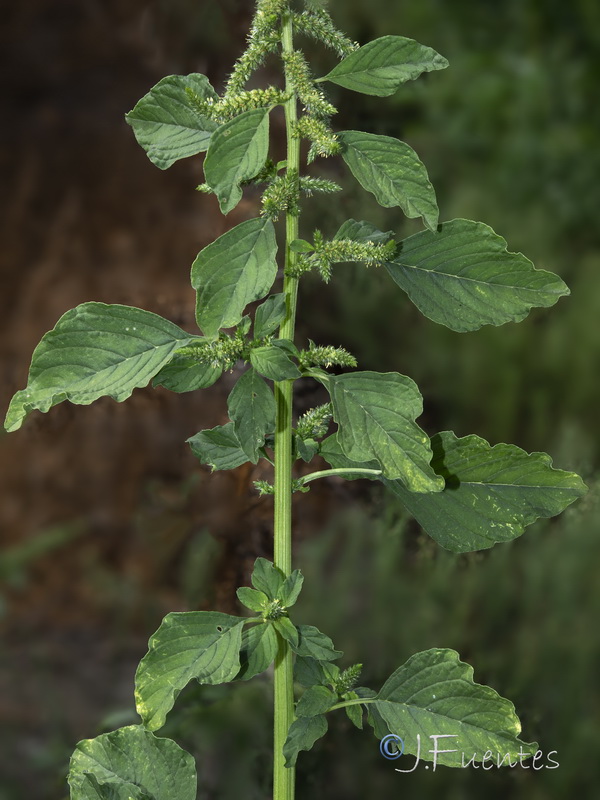 Amaranthus hybridus.11