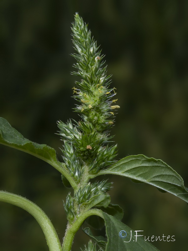 Amaranthus hybridus.03