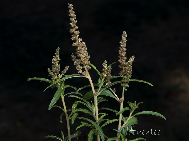 Amaranthus muricatus.06