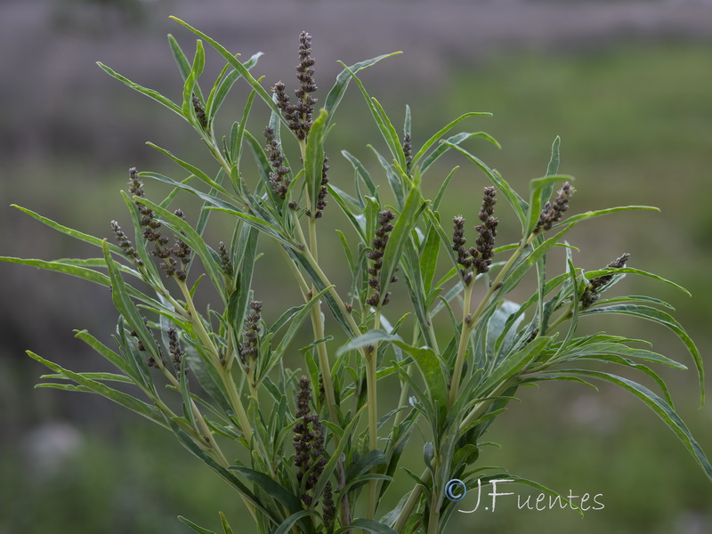 Amaranthus muricatus.01