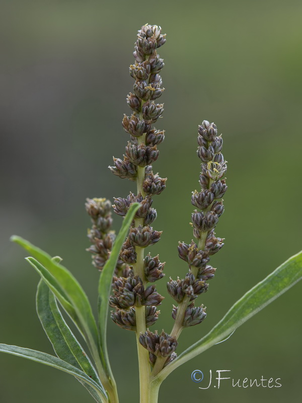 Amaranthus muricatus.08