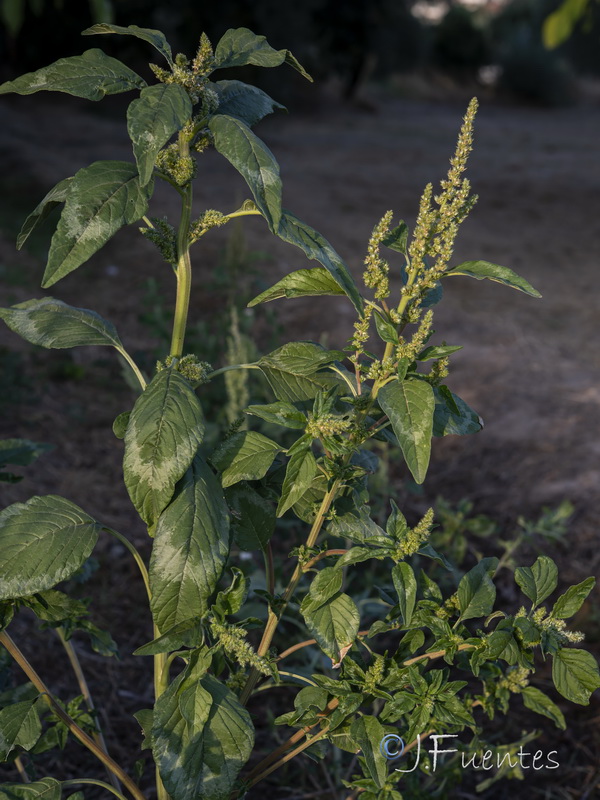 Amaranthus retroflexus.01