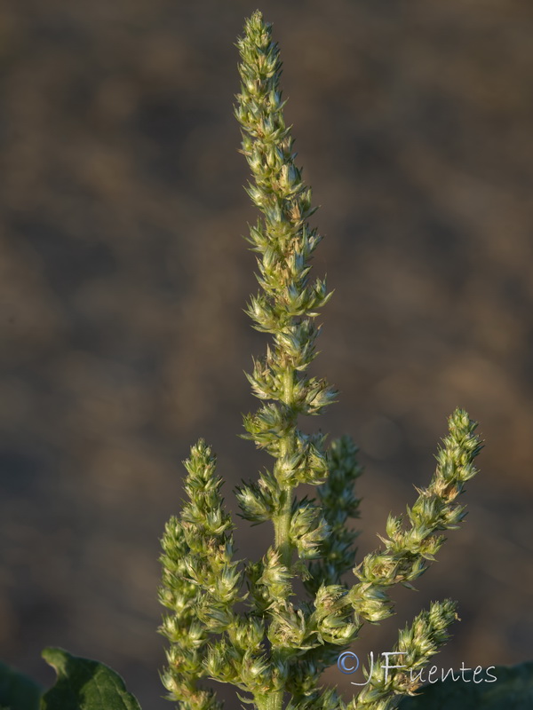 Amaranthus retroflexus.03