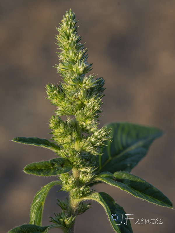 Amaranthus retroflexus.04