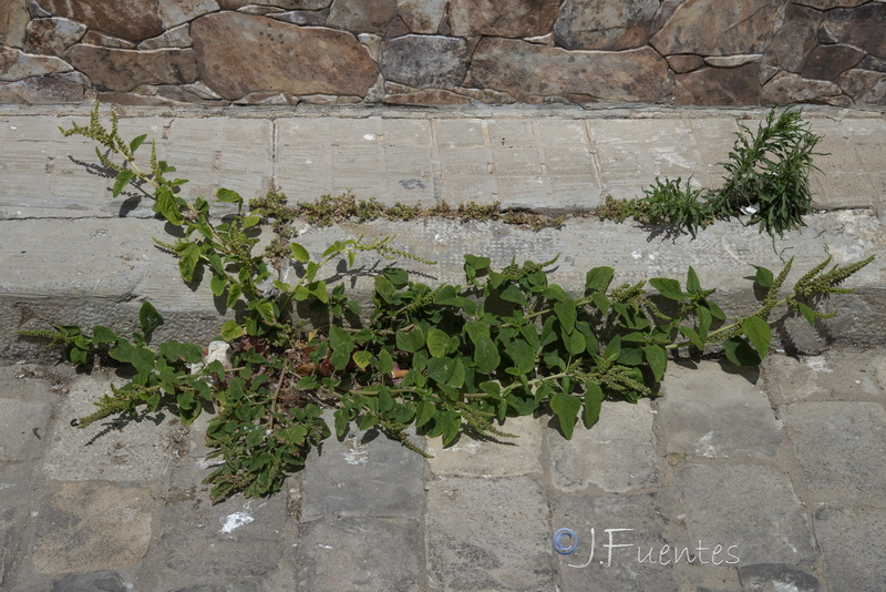 Amaranthus viridis.07