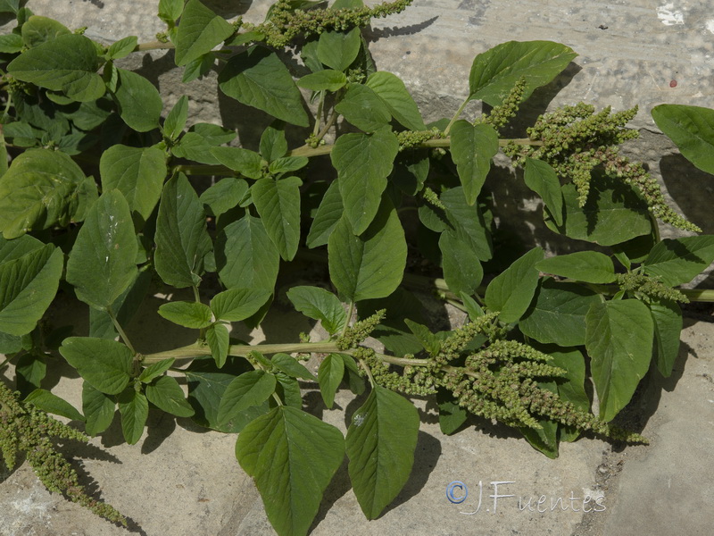 Amaranthus viridis.08