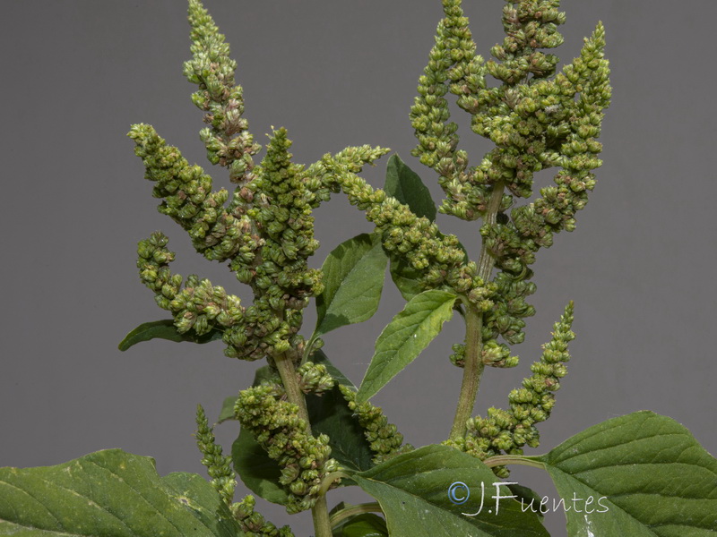 Amaranthus viridis.10