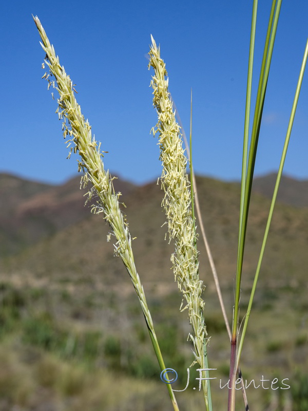 Ammophila arenaria arundinacea.06