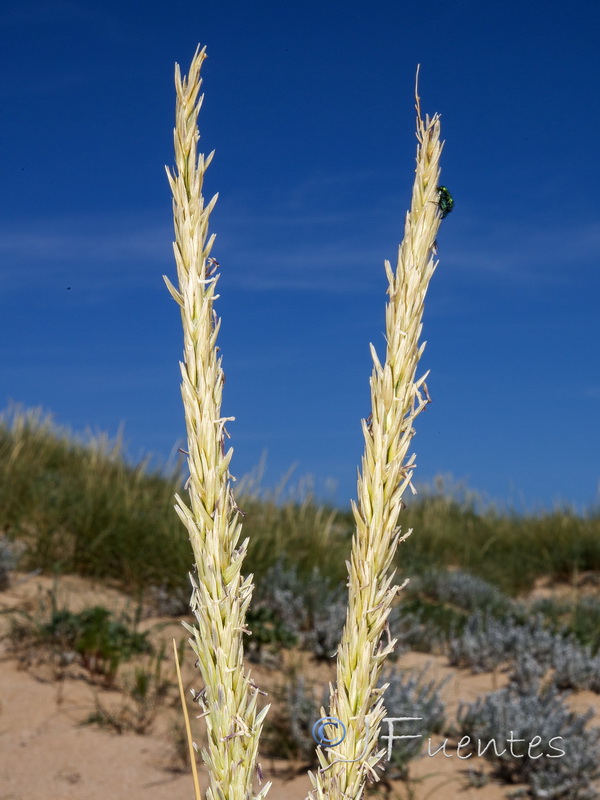 Ammophila arenaria arundinacea.08