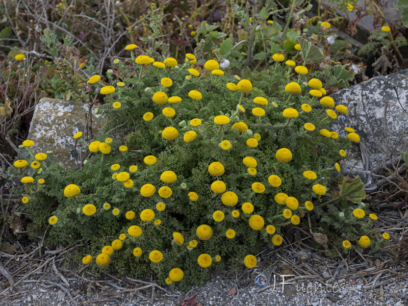 Anacyclus alboranensis.14