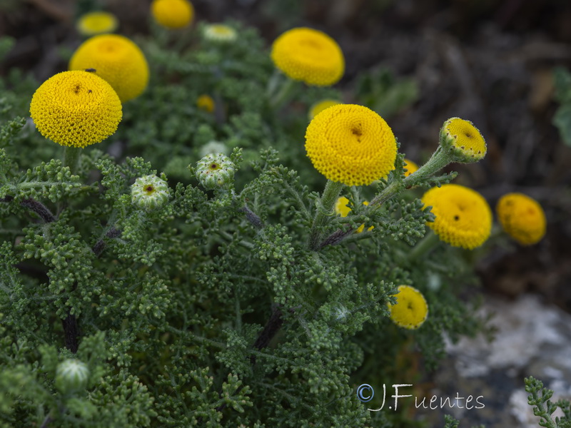 Anacyclus alboranensis.17