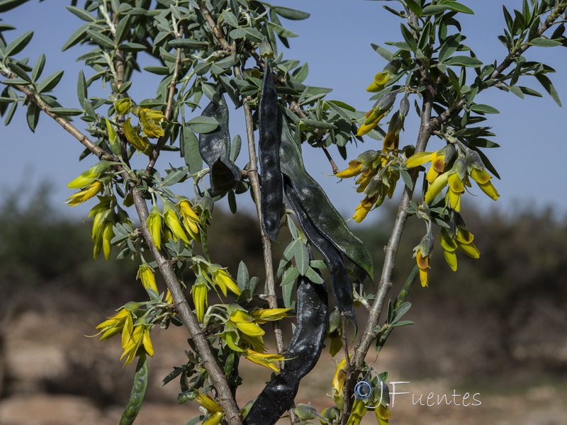 Anagyris foetida.24