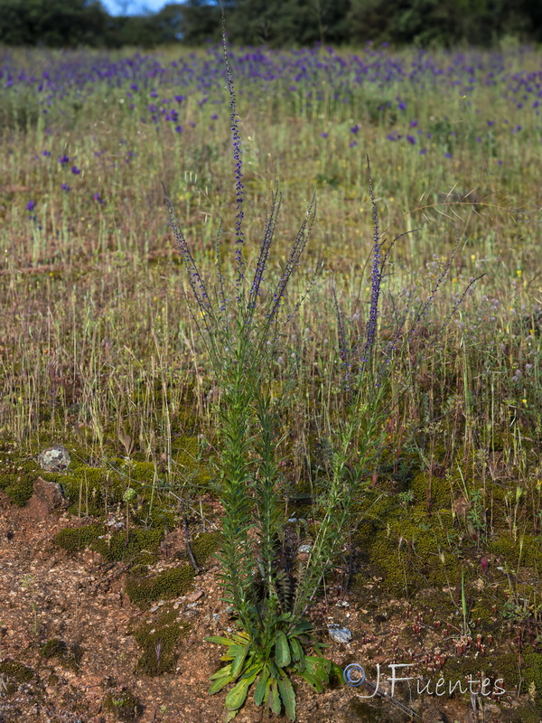 Anarrhinum bellidifolium.22