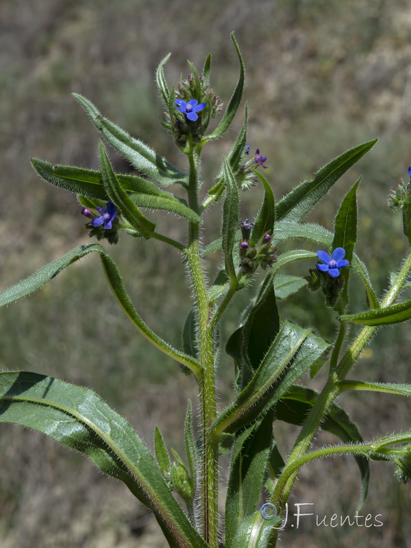 Anchusa azurea.21