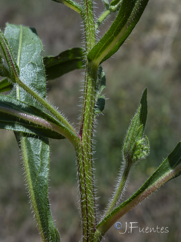 Anchusa azurea.03