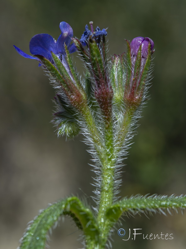 Anchusa azurea.23