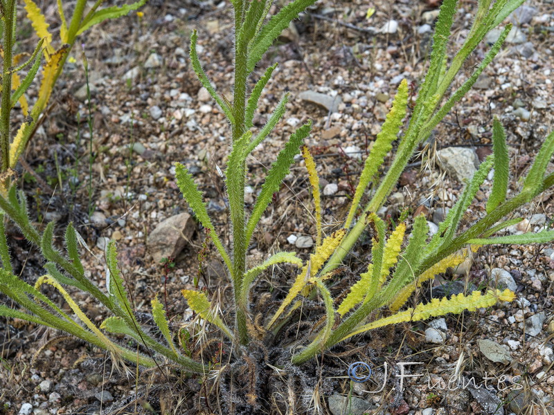 Anchusa undulata undulata.04