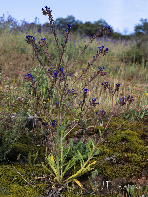 Anchusa undulata undulata.03