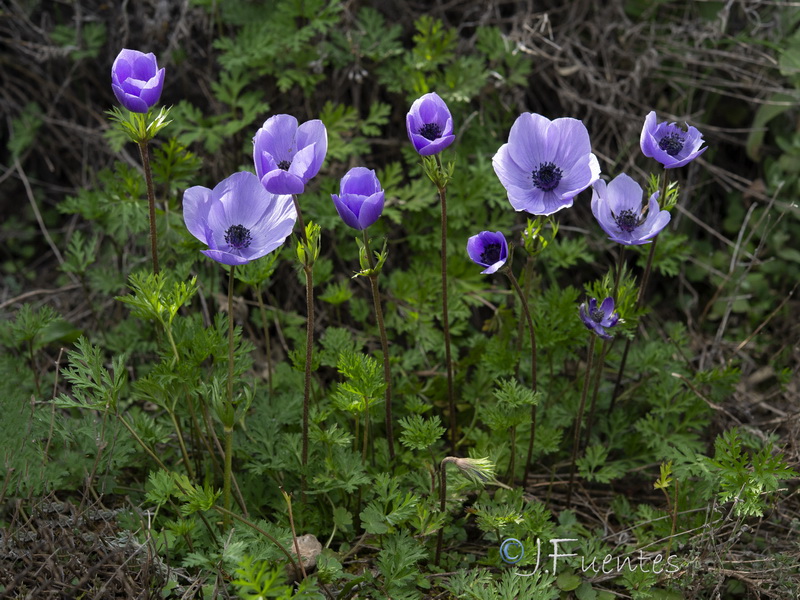 Anemone coronaria.02